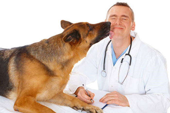 Làm nghề bác sỹ thú y