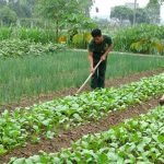 Nghề trồng trọt chăn nuôi